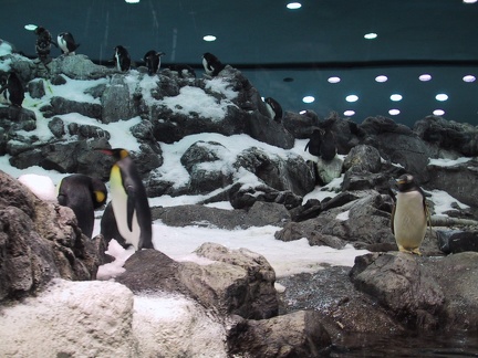 Penguin Loro Parque2